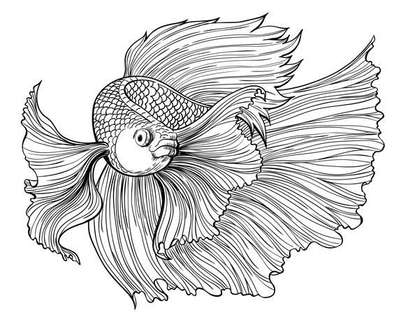 Betta Fish For You Printable