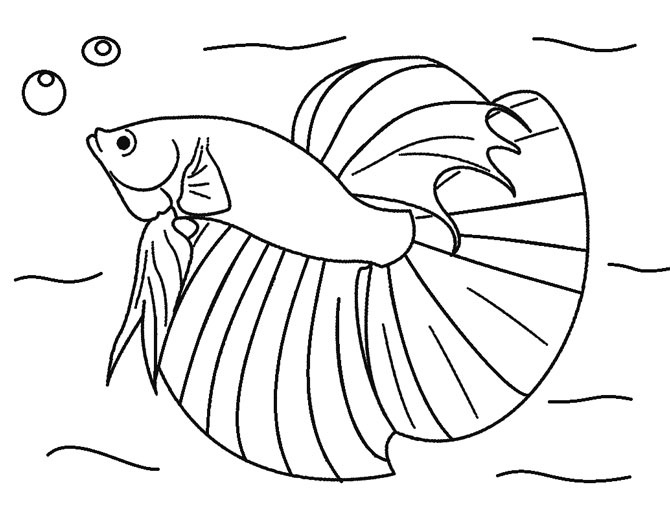Betta Fish Coloring Page For Us