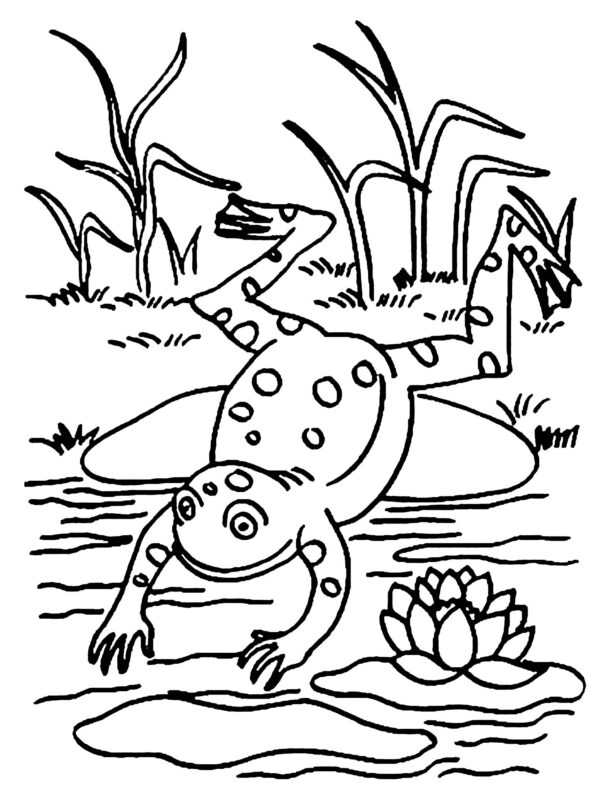 Coloring-pages-for-children-frogs-swim