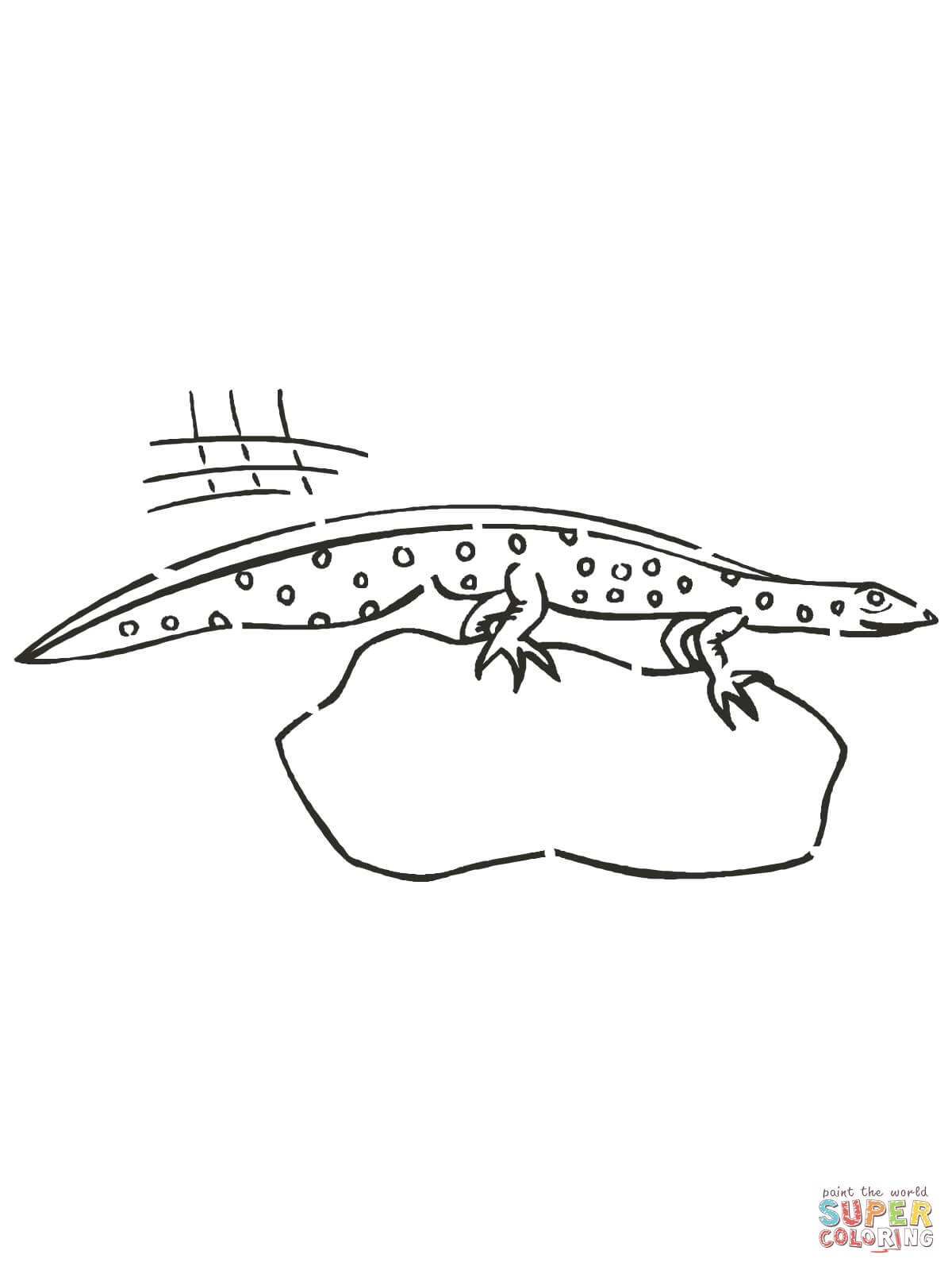 Newt Amphibian coloring page