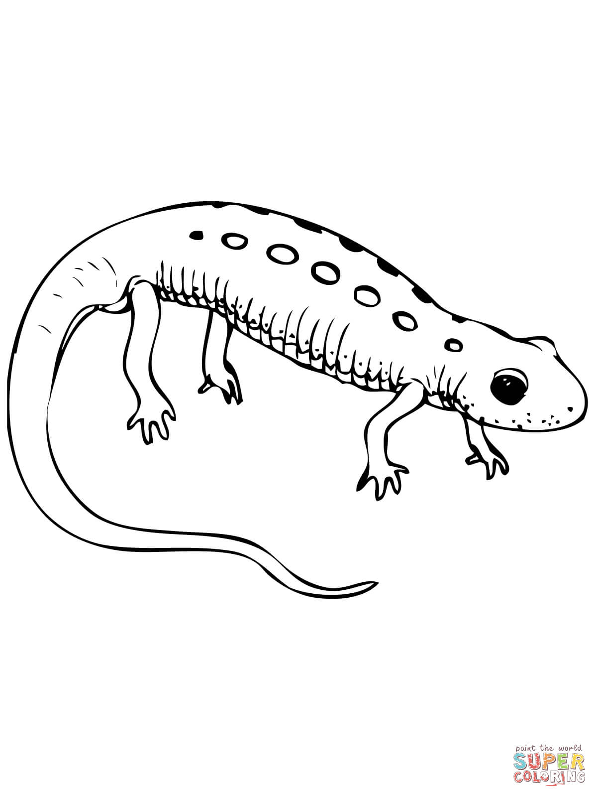 Red Spotted Newt coloring page