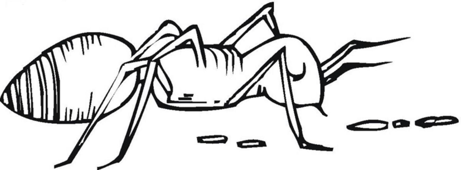 Ant Coloring Page Eatting