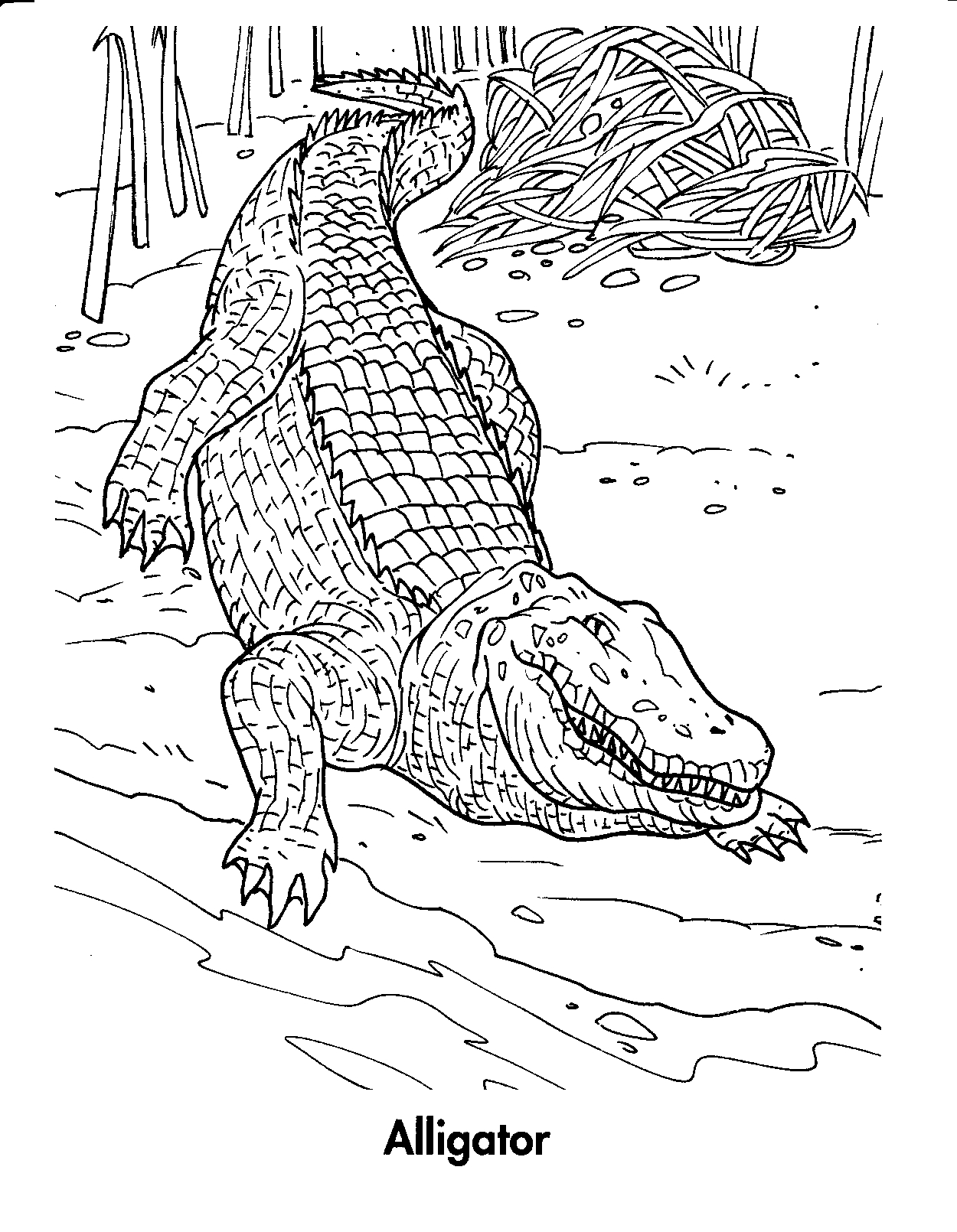 Crocodile Coloring Pages Free For Kids