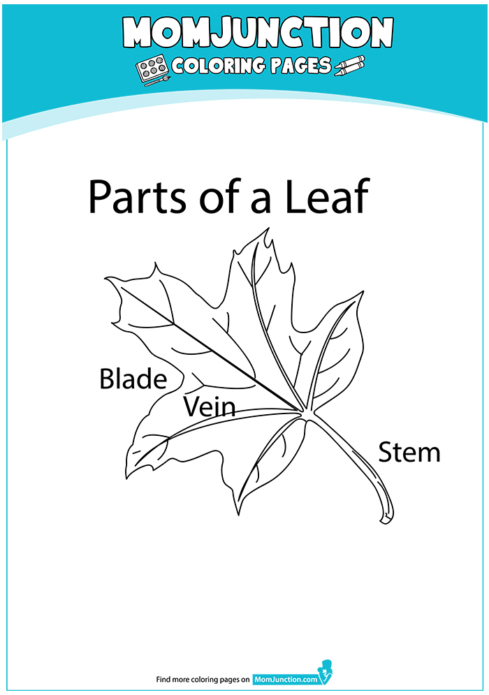 Parts Of A Leaf