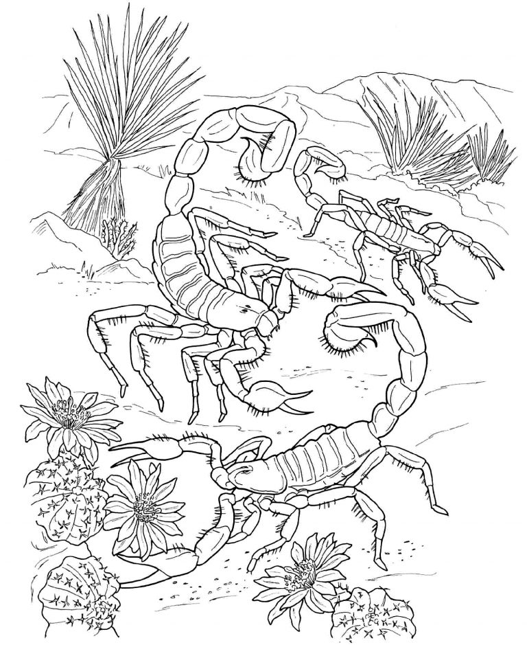 Scorpion Coloring Pages Photos