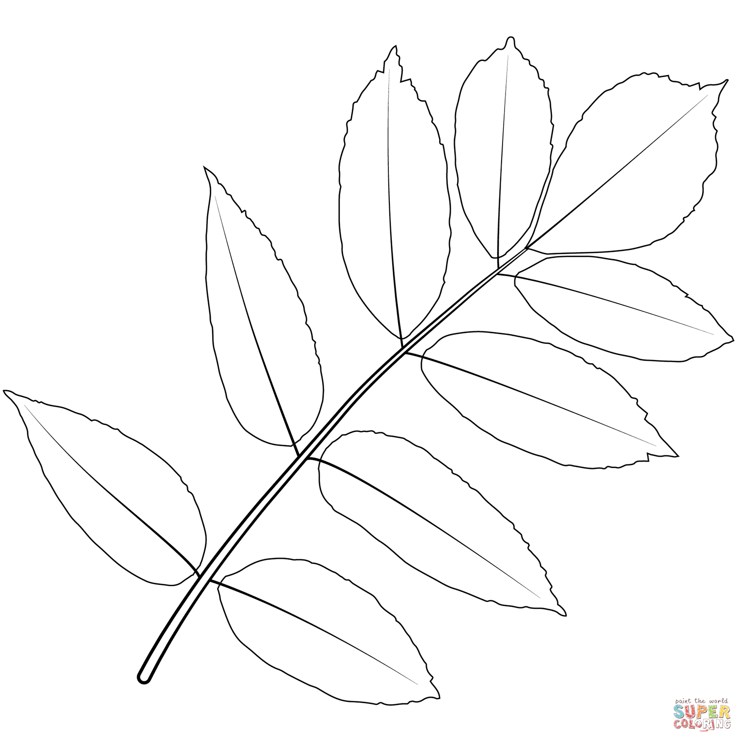 Ash Tree leaf coloring page