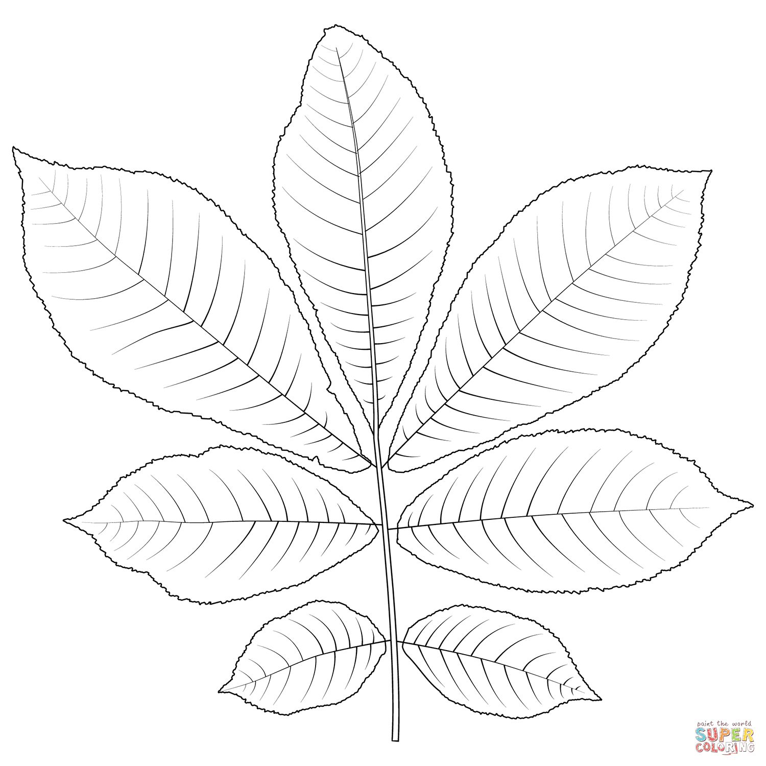 bitternut Hickory leaf  coloring page