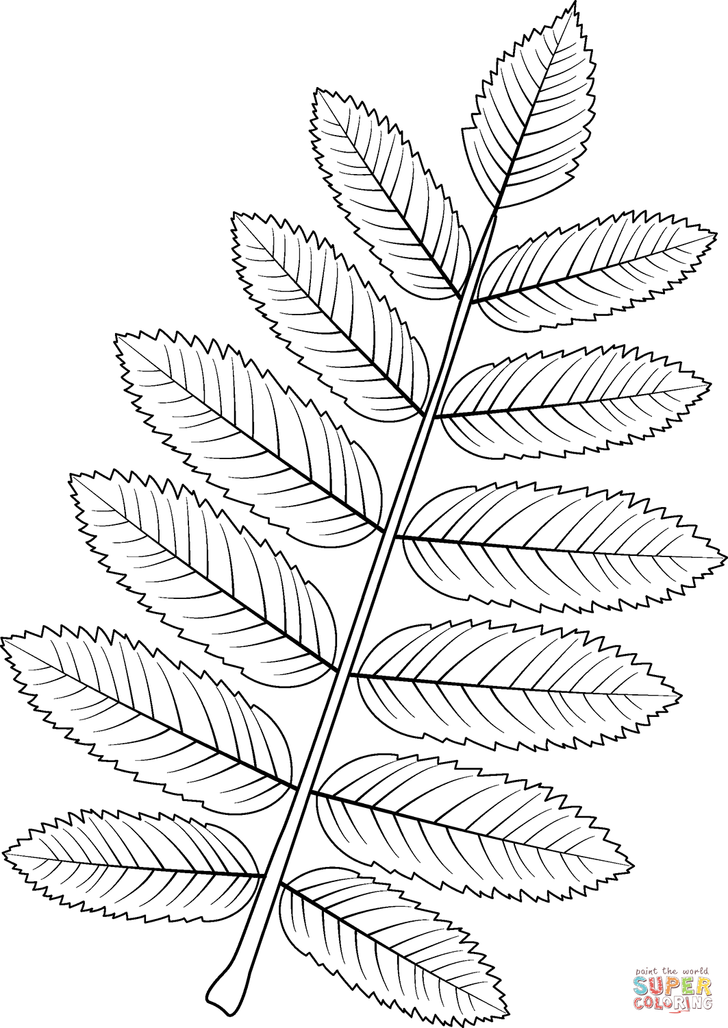 European mountain ash Leaf coloring page