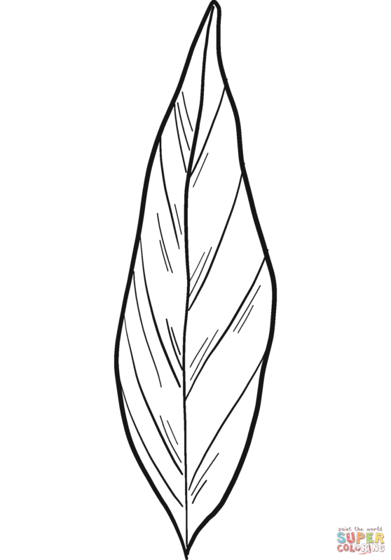 Handkerchief Tree Leaf Coloring Page Free Printable C - vrogue.co