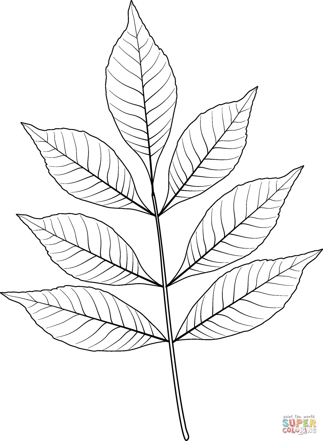 Modesto ash leaf coloring page