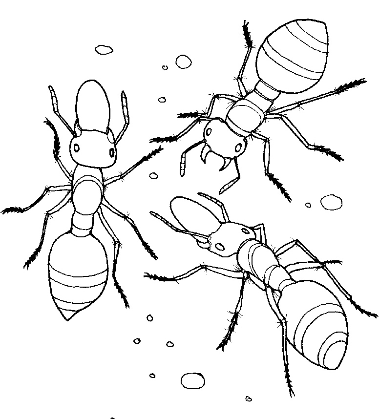 Simple Ant Coloring Pages Printable
