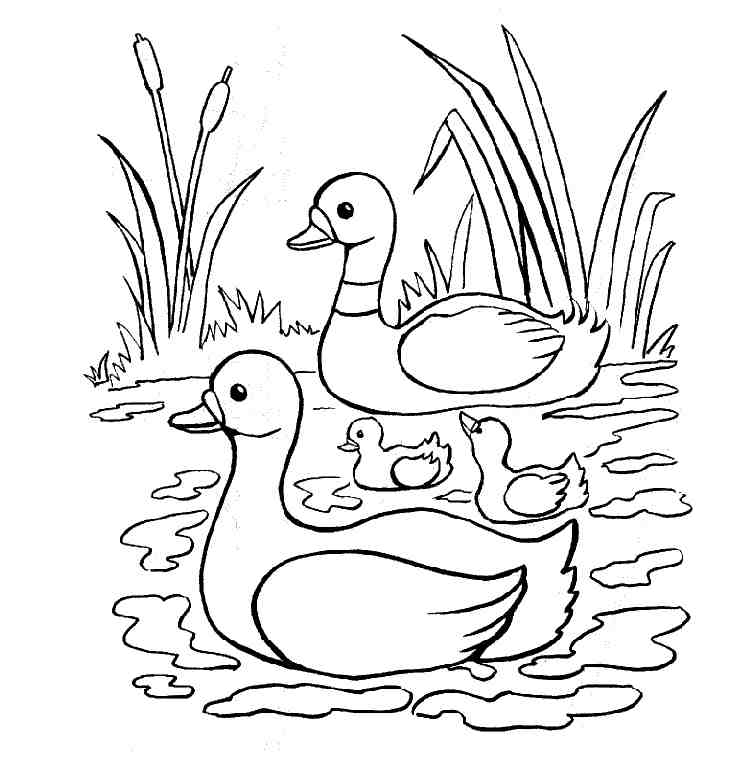 Free Duck Coloring