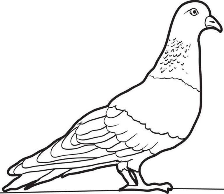 New Pigeon Color Pages