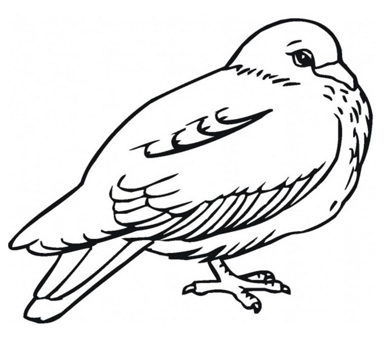 Pigeon Bird Coloring Pages