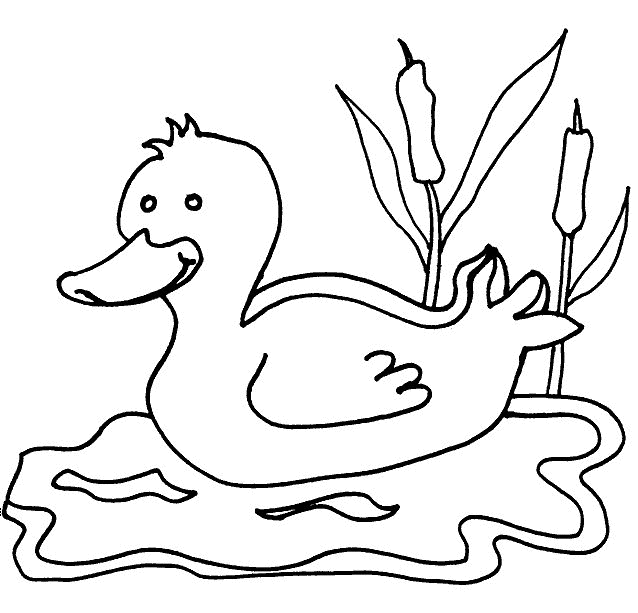 Duck in river