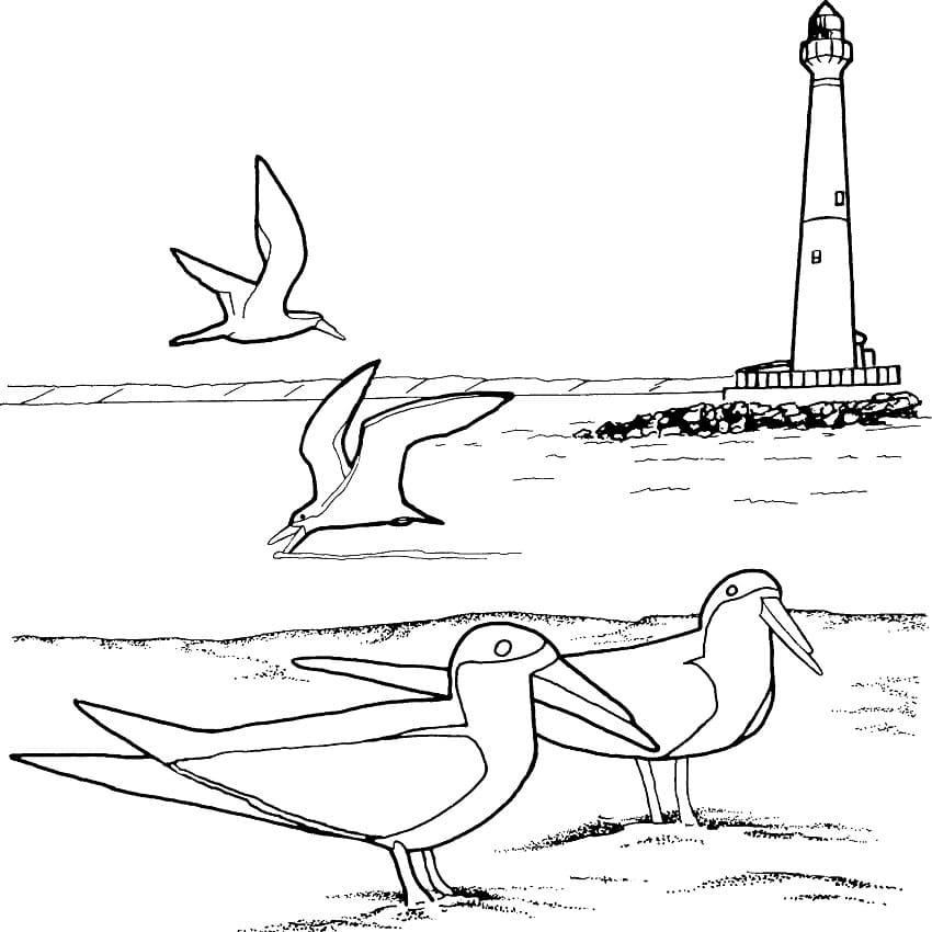 Eagulls and Lighthouse