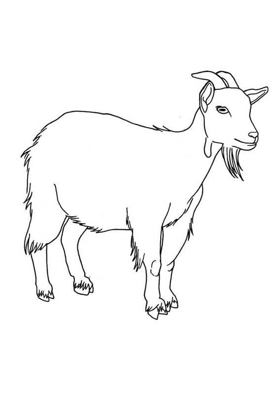 Goat in Africa