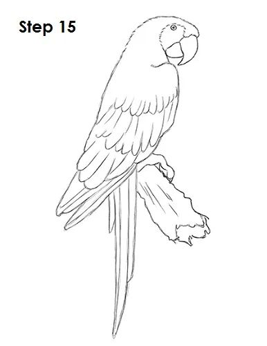 How to draw a scarlet macaw