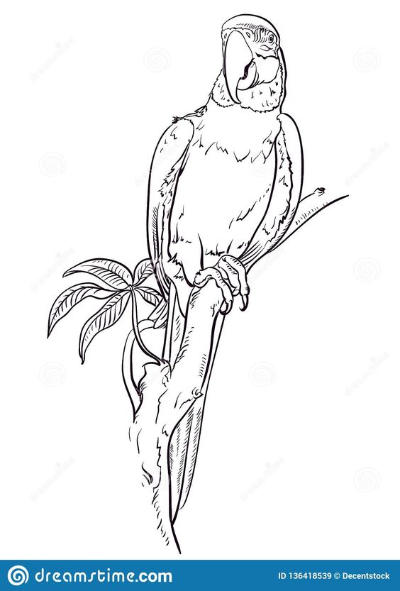 Macaw sits on the branch