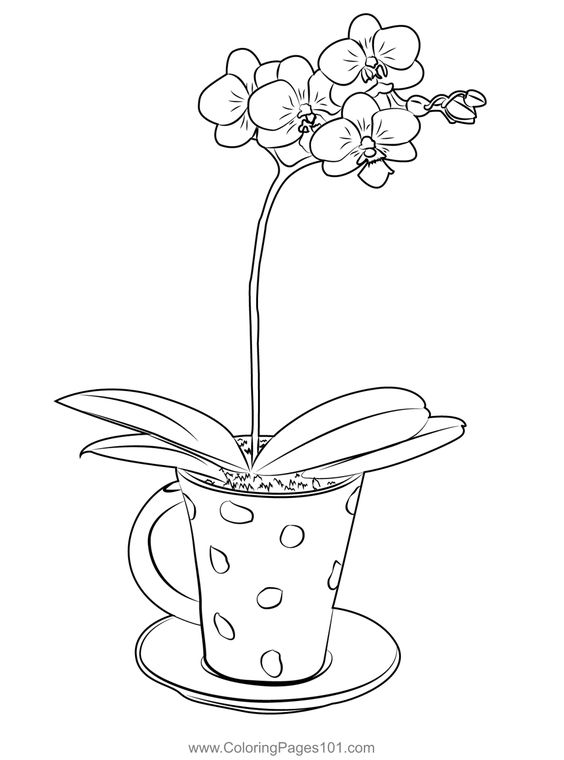 Teacup Orchid coloring pages