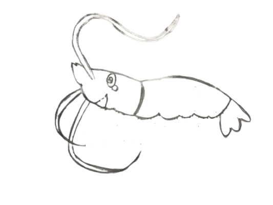 How To Draw A Shrimp Step By Step