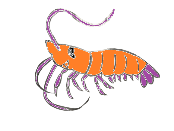 How To Draw A Shrimp Step By Step