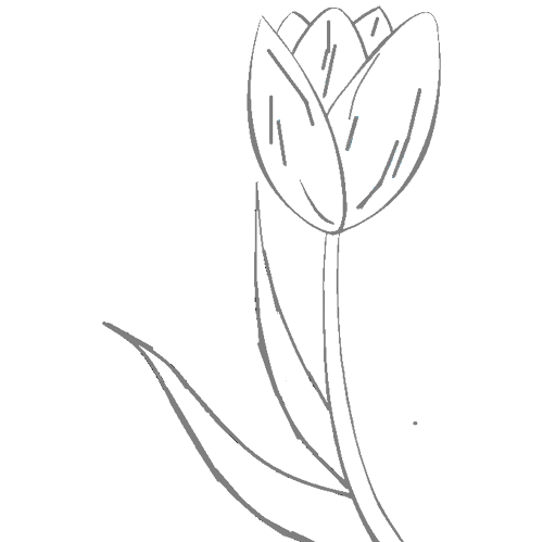 How To Draw A Tulip Flower Step By Step Easy