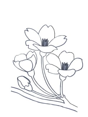 How to Draw an Apricot Flower Step by Step