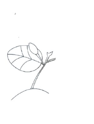 How to Draw a Jasmine Flower Step by Step