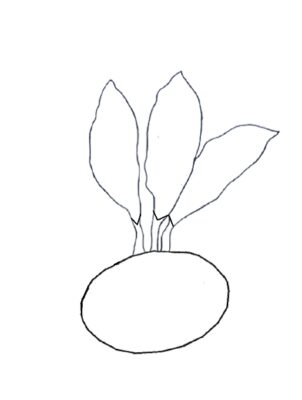 How to draw kohlrabi bulbs step by step