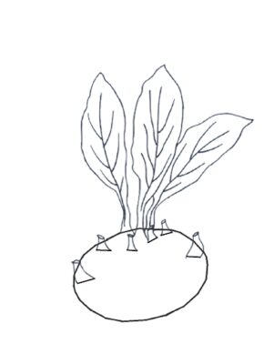 How to draw kohlrabi bulbs step by step