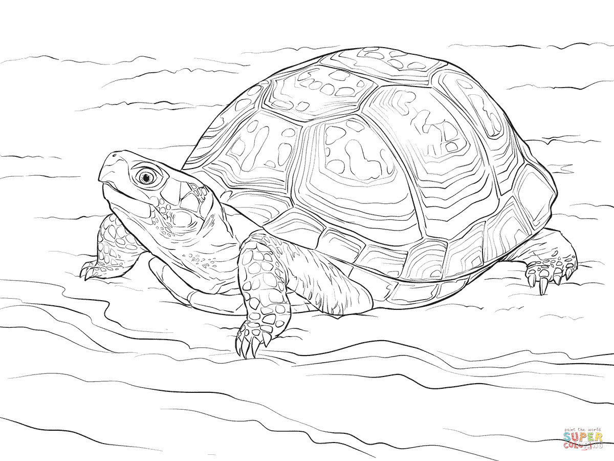 Cute eastern box turtle coloring pages