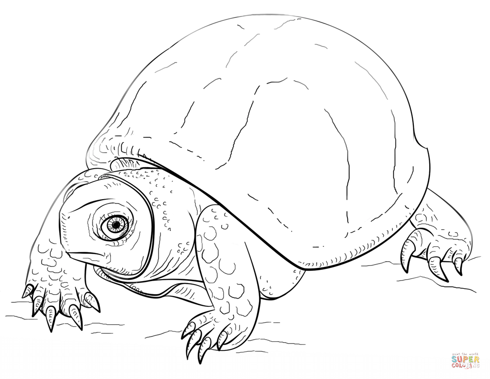 Ornate box turtle coloring page