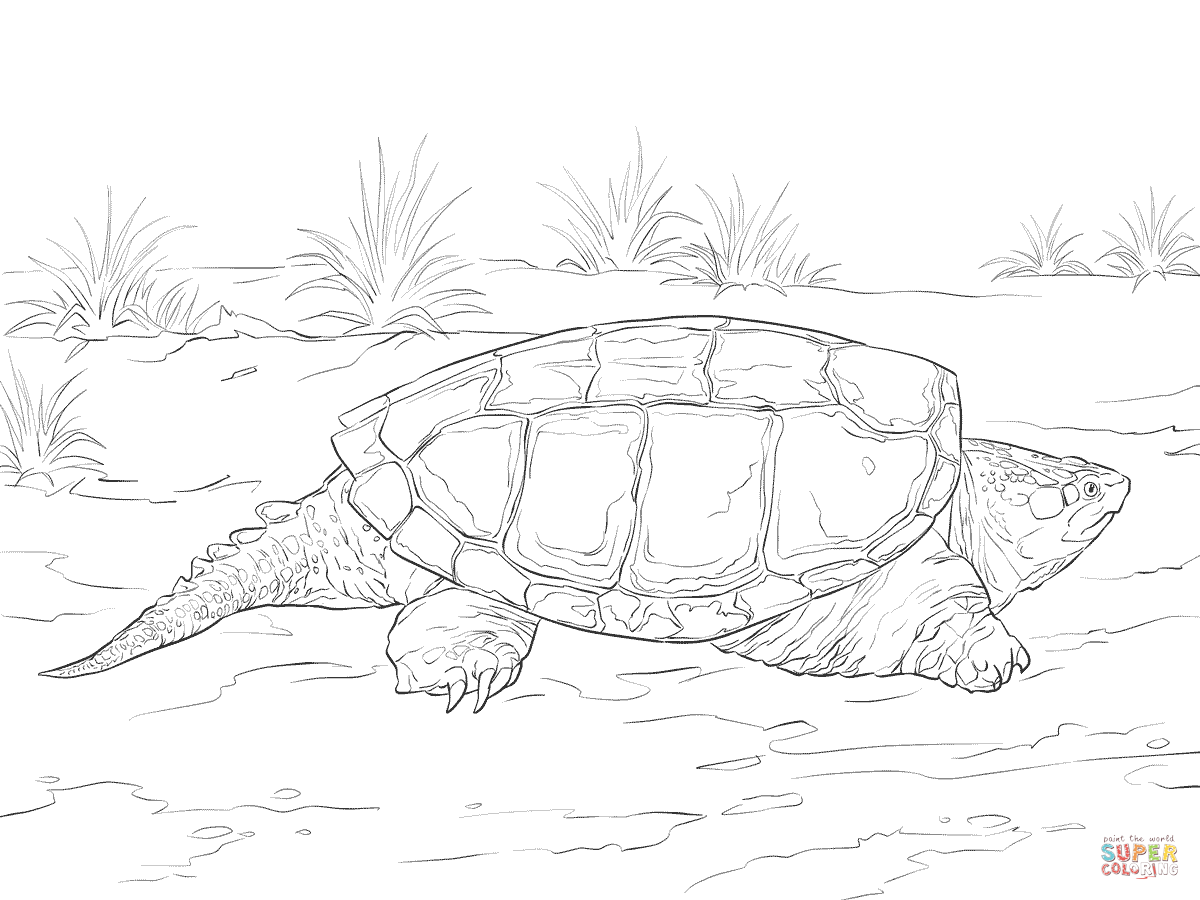 Realistic common snapping turtle coloring pages