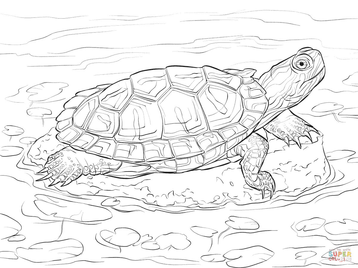 Red eared slider coloring pages