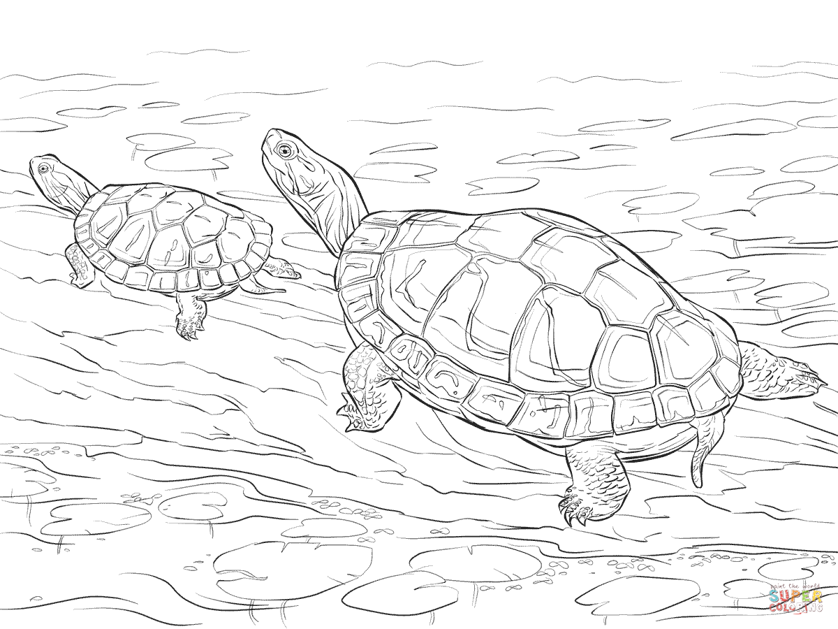 Two painted turtles coloring pages