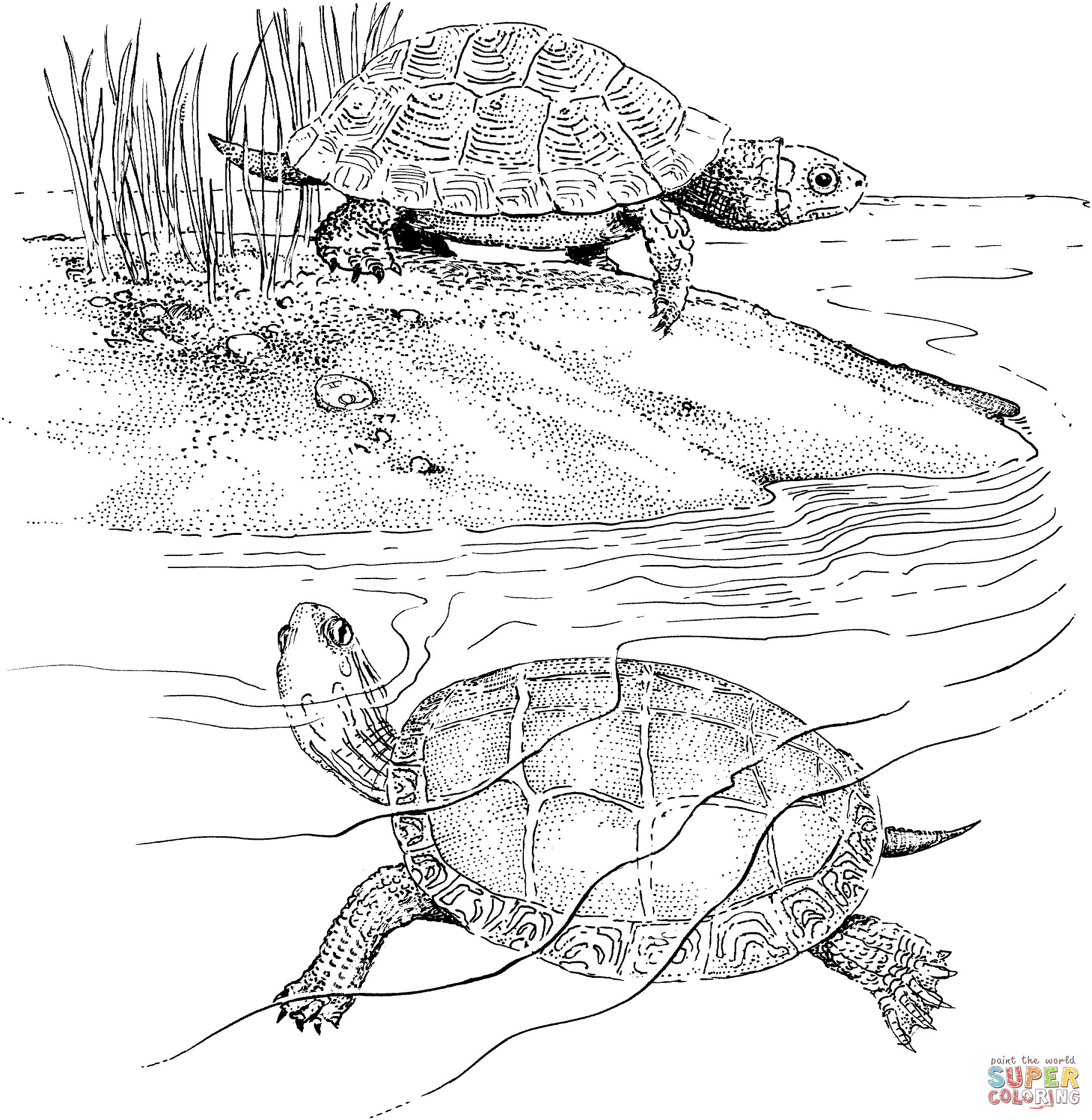 Two terrapins coloring page