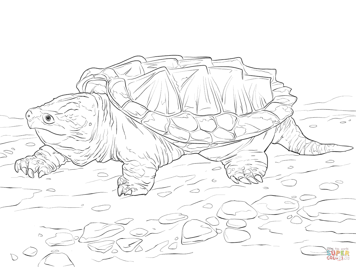 Walking alligator snapping turtle coloring pages