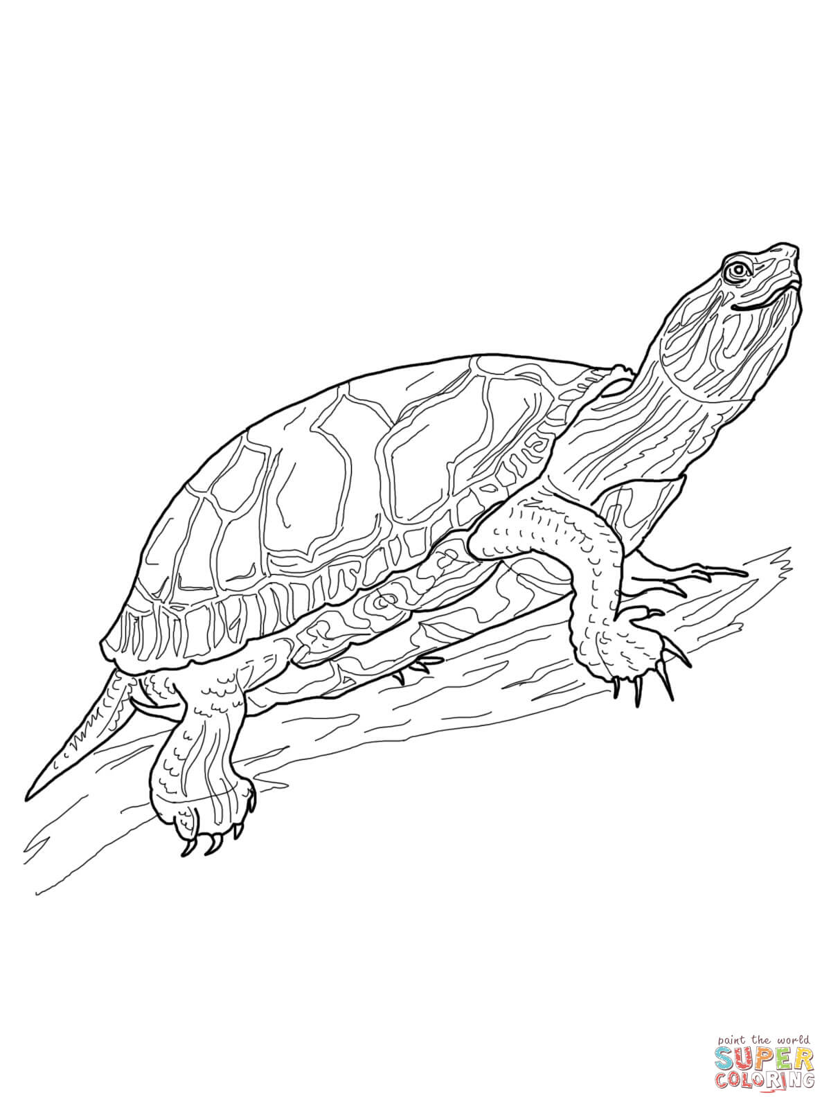 Western painted turtle coloring page