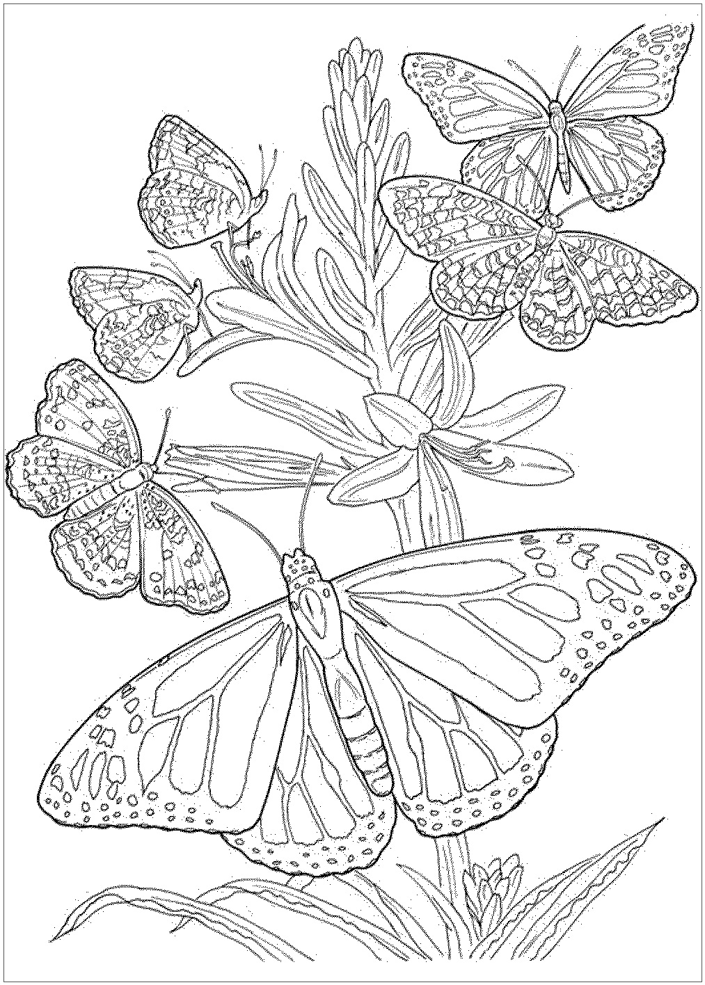 Bandala Butterfly