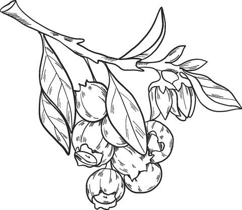Blueberry 1 Coloring Page