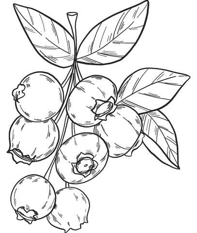 Blueberry 5 Coloring Page