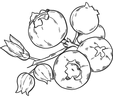 Blueberry 6 Coloring Page
