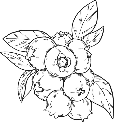 Blueberry 7 Coloring Page