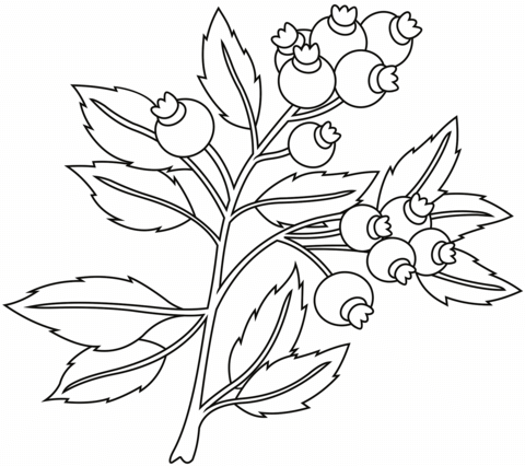 Blueberry Colouring Page